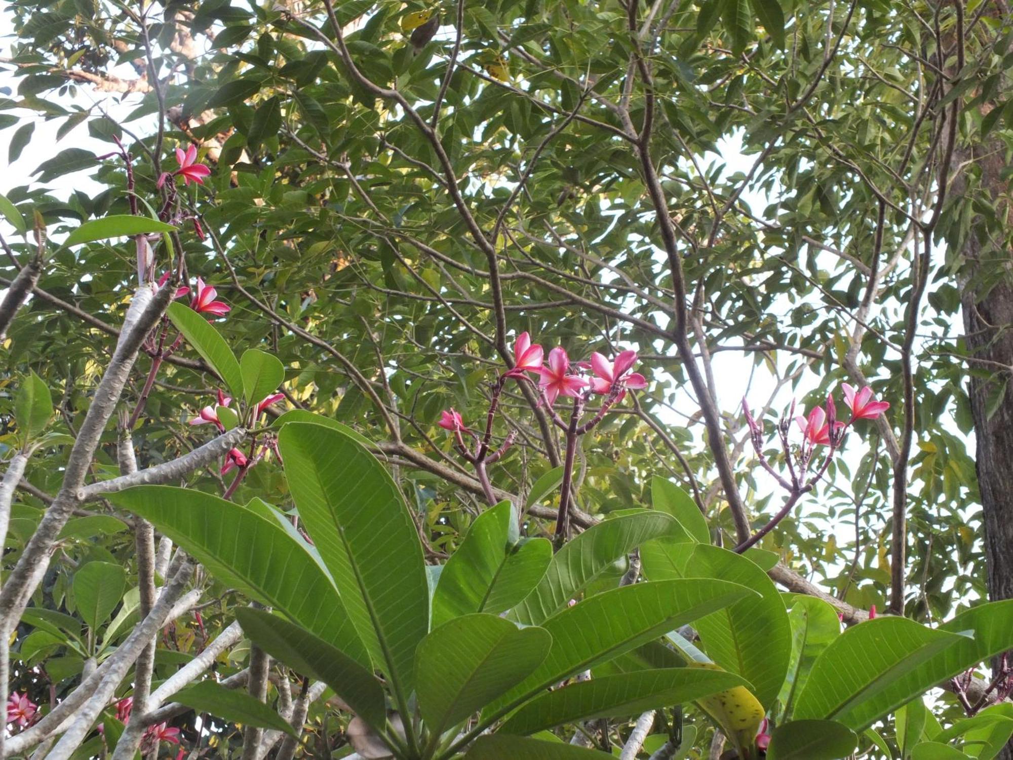 Villa A Tropical Paradise; Stunning House, Pool, Garden Wattala
